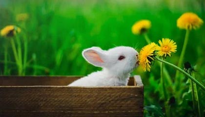 1级别片在线观看